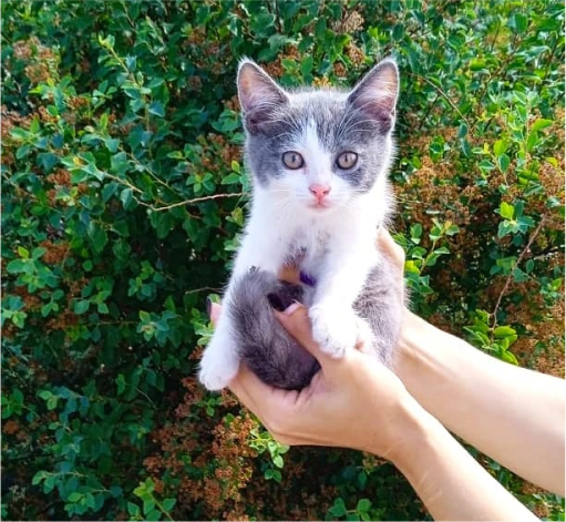 Котенок