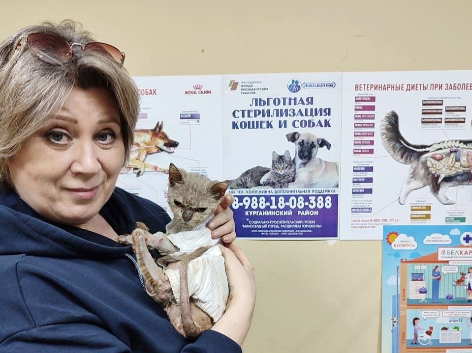 Проект "Льготная стерилизация кошек и собак"